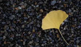 Landscape - IMG_4705